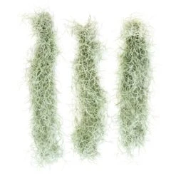 SALE - Tillandsia Colombia Thick Spanish Moss - Large Clumps - Set Of 3 Or 6 Strands - 30% Off