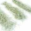 Colombia Thick Spanish Moss - Tillandsia Usneoides - Large Clumps - Sets Of 1, 3 Or 5