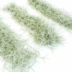 3 Tillandsia Colombia Thick Spanish Moss Large Clumps For $25 -Air plant supply co. Tillandsia Air Plant Colombia Thick Spanish Moss 9 678ebf4c 3f6b 4557 8d27 f4d3a152d853