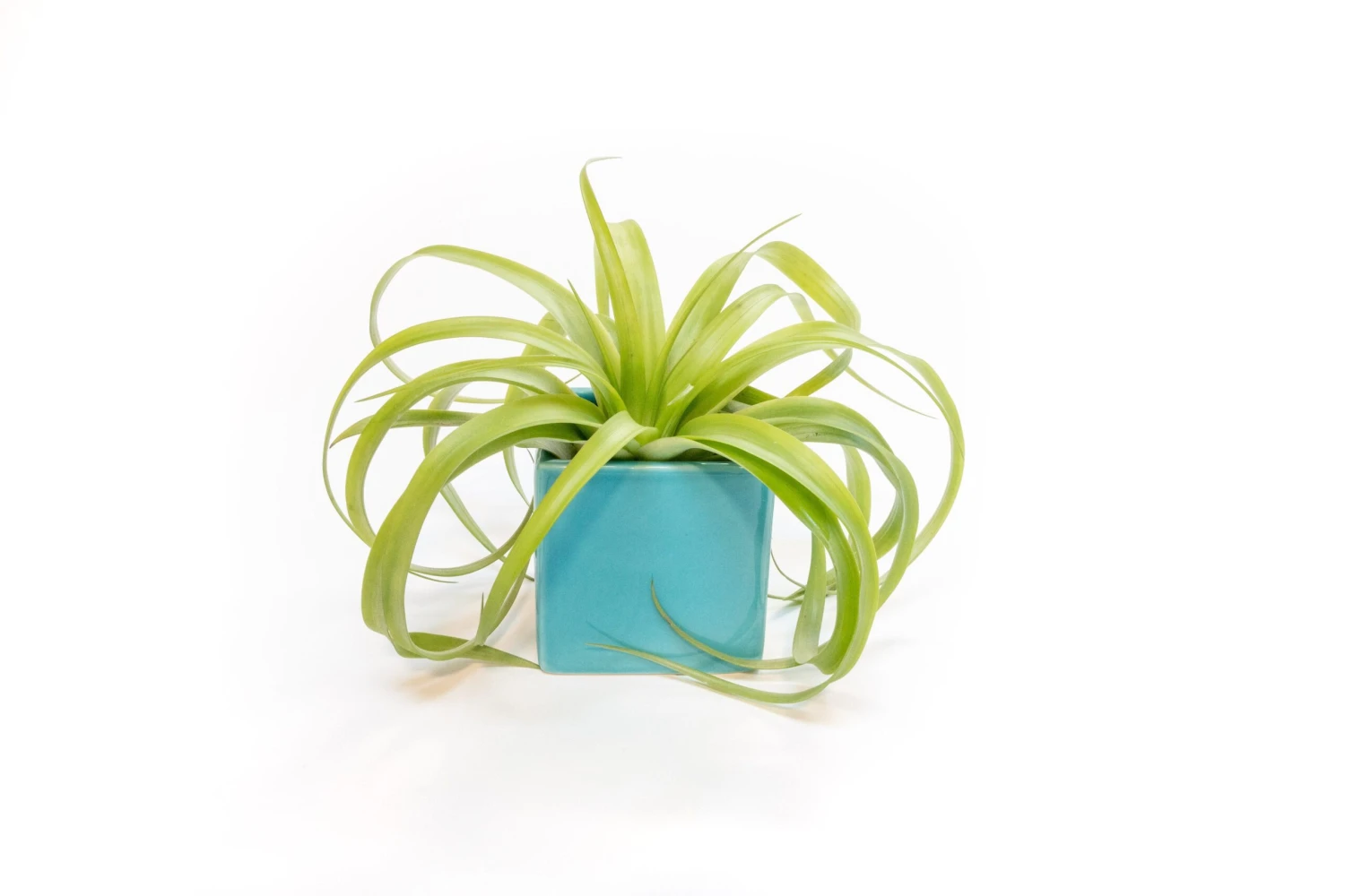 Ceramic Cube Container - Choose Your Custom Color And Tillandsia Air Plant 20 Ceramic Cube Container - Choose Your Custom Color And Tillandsia Air Plant - Image 20