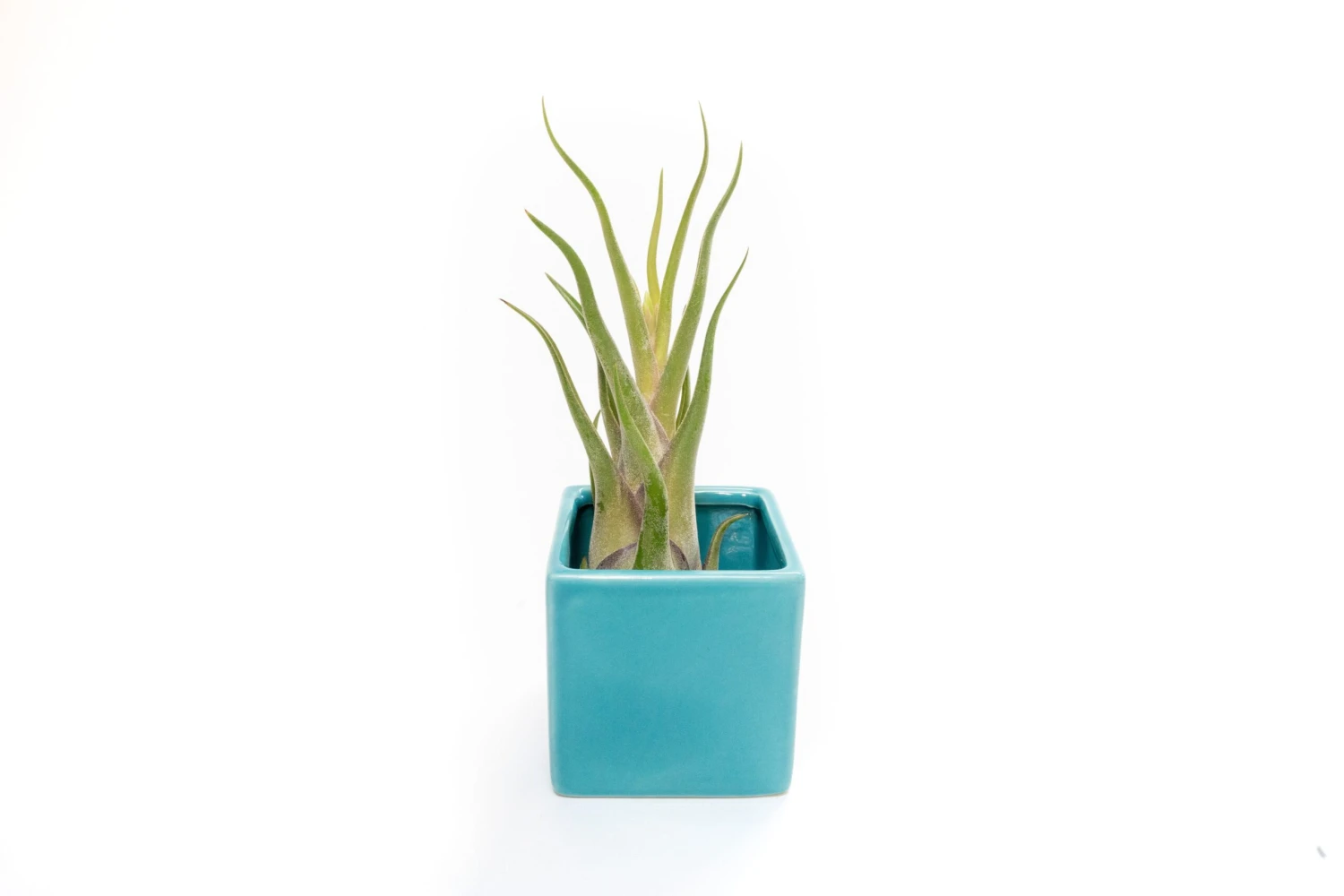 Ceramic Cube Container - Choose Your Custom Color And Tillandsia Air Plant 12 Ceramic Cube Container - Choose Your Custom Color And Tillandsia Air Plant - Image 12