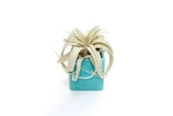 Sky Blue Ceramic Cube Container With Custom Tillandsia Air Plant