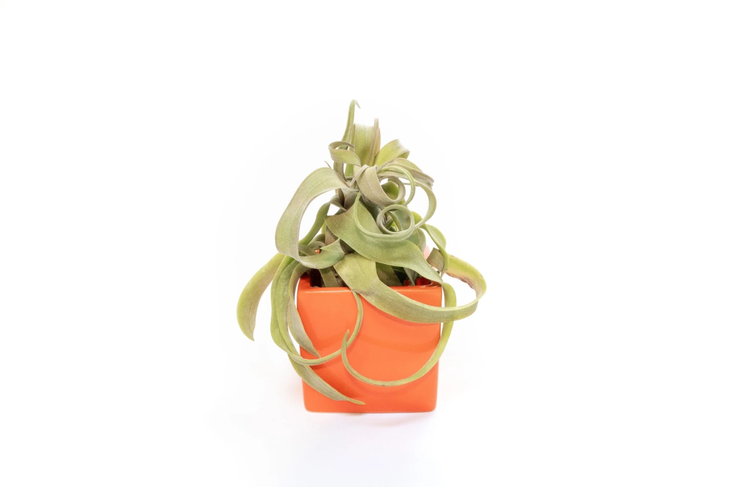 Ceramic Cube Container - Choose Your Custom Color And Tillandsia Air Plant 15 Ceramic Cube Container - Choose Your Custom Color And Tillandsia Air Plant - Image 15