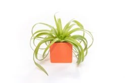 Ceramic Cube Container - Choose Your Custom Color And Tillandsia Air Plant 36 Ceramic Cube Container - Choose Your Custom Color And Tillandsia Air Plant -Air plant supply co. Tillandsia Air Plant Color Cube 59 scaled