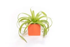 Naranja Orange Ceramic Cube Container With Large Assorted Tillandsia Air Plants -Air plant supply co. Tillandsia Air Plant Color Cube 59 1 scaled