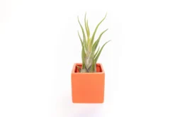 Naranja Orange Ceramic Cube Container With Large Assorted Tillandsia Air Plants -Air plant supply co. Tillandsia Air Plant Color Cube 60 2 scaled