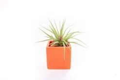 Ceramic Cube Container - Choose Your Custom Color And Tillandsia Air Plant 26 Ceramic Cube Container - Choose Your Custom Color And Tillandsia Air Plant -Air plant supply co. Tillandsia Air Plant Color Cube 61 scaled
