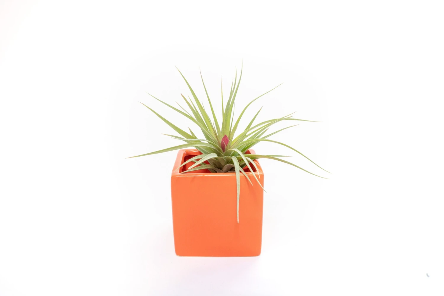 Ceramic Cube Container - Choose Your Custom Color And Tillandsia Air Plant 7 Ceramic Cube Container - Choose Your Custom Color And Tillandsia Air Plant - Image 7