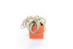 Ceramic Cube Container - Choose Your Custom Color And Tillandsia Air Plant 33 Ceramic Cube Container - Choose Your Custom Color And Tillandsia Air Plant -Air plant supply co. Tillandsia Air Plant Color Cube 63 scaled