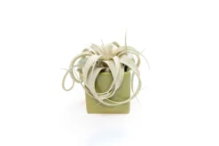 Avocado Green Ceramic Cube Container With Custom Tillandsia Air Plant -Air plant supply co. Tillandsia Air Plant Color Cube 64 1 scaled