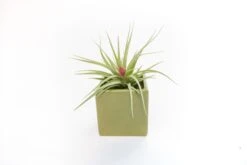 Avocado Green Ceramic Cube Container With Custom Tillandsia Air Plant 13 Avocado Green Ceramic Cube Container With Custom Tillandsia Air Plant -Air plant supply co. Tillandsia Air Plant Color Cube 65
