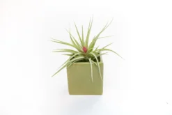 Avocado Green Ceramic Cube Container With Custom Tillandsia Air Plant -Air plant supply co. Tillandsia Air Plant Color Cube 65 scaled