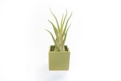 Avocado Green Ceramic Cube Container With Custom Tillandsia Air Plant 12 Avocado Green Ceramic Cube Container With Custom Tillandsia Air Plant -Air plant supply co. Tillandsia Air Plant Color Cube 66