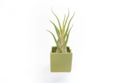 Avocado Green Ceramic Cube Container With Custom Tillandsia Air Plant -Air plant supply co. Tillandsia Air Plant Color Cube 66 scaled