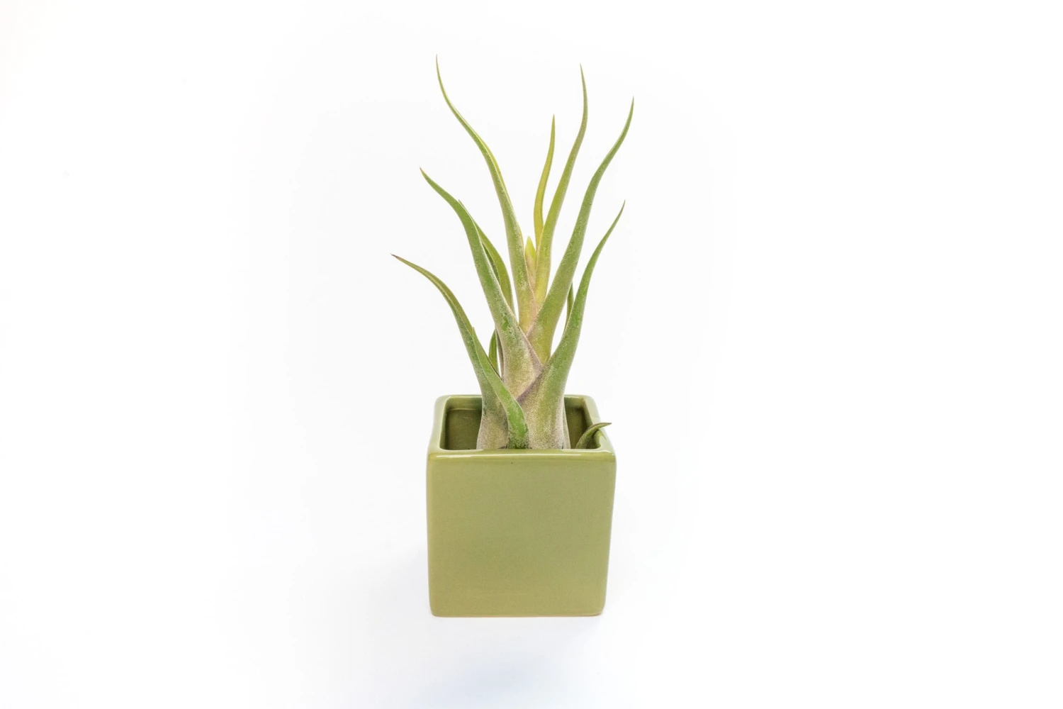 Avocado Green Ceramic Cube Container With Custom Tillandsia Air Plant 5 Avocado Green Ceramic Cube Container With Custom Tillandsia Air Plant - Image 5