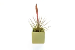 Avocado Green Ceramic Cube Container With Custom Tillandsia Air Plant -Air plant supply co. Tillandsia Air Plant Color Cube 68 scaled