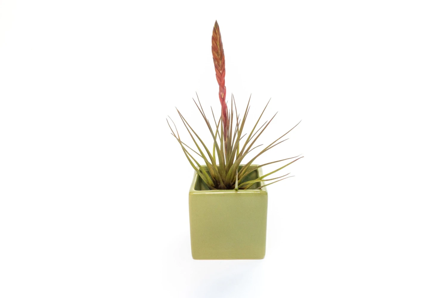 Avocado Green Ceramic Cube Container With Assorted Large Tillandsia Air Plant 2 Avocado Green Ceramic Cube Container With Assorted Large Tillandsia Air Plant - Image 2
