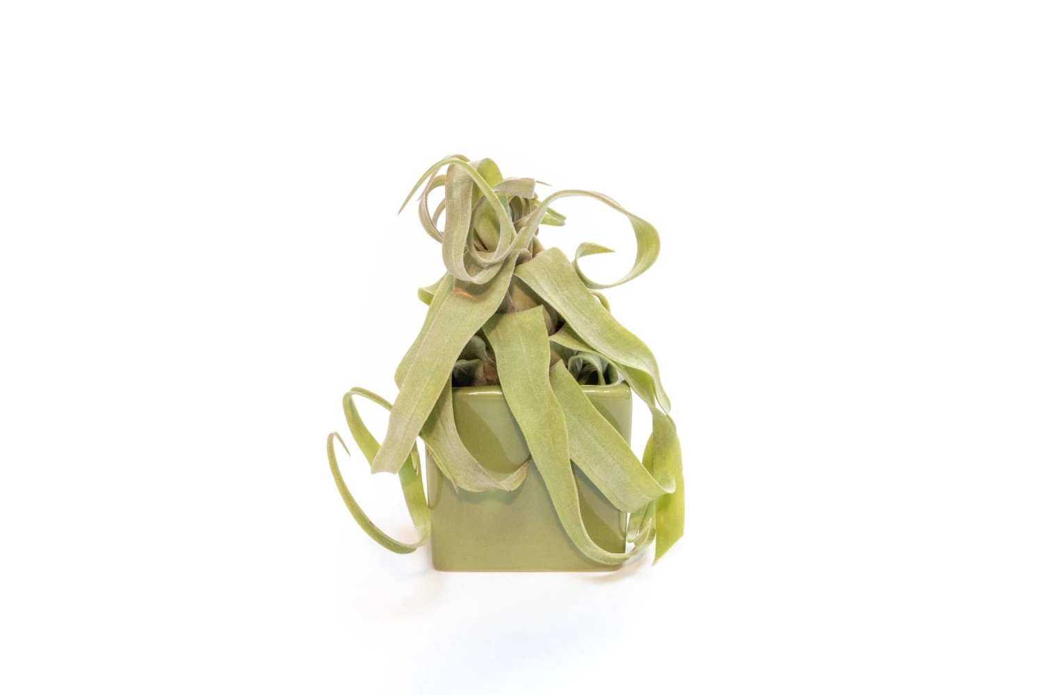 Avocado Green Ceramic Cube Container With Custom Tillandsia Air Plant 1 Avocado Green Ceramic Cube Container With Custom Tillandsia Air Plant