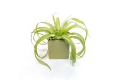Avocado Green Ceramic Cube Container With Custom Tillandsia Air Plant 11 Avocado Green Ceramic Cube Container With Custom Tillandsia Air Plant -Air plant supply co. Tillandsia Air Plant Color Cube 70