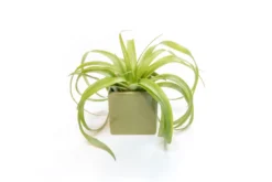 Avocado Green Ceramic Cube Container With Custom Tillandsia Air Plant -Air plant supply co. Tillandsia Air Plant Color Cube 70 scaled