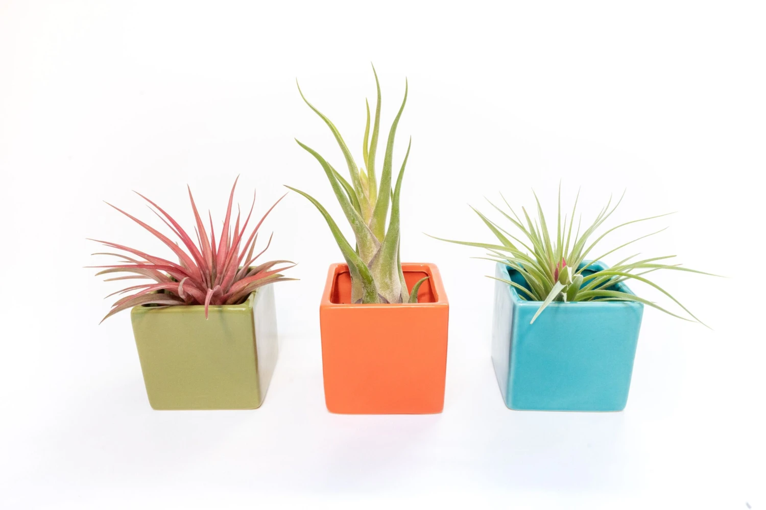 Ceramic Cube Container - Choose Your Custom Color And Tillandsia Air Plant 1 Ceramic Cube Container - Choose Your Custom Color And Tillandsia Air Plant