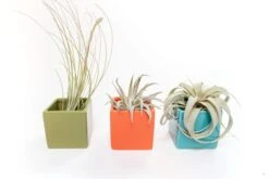 Set Of 3 Ceramic Cube Containers With Custom Tillandsia Air Plants / Avocado Green + Sky Blue + Naranja Orange -Air plant supply co. Tillandsia Air Plant Color Cube 72 scaled