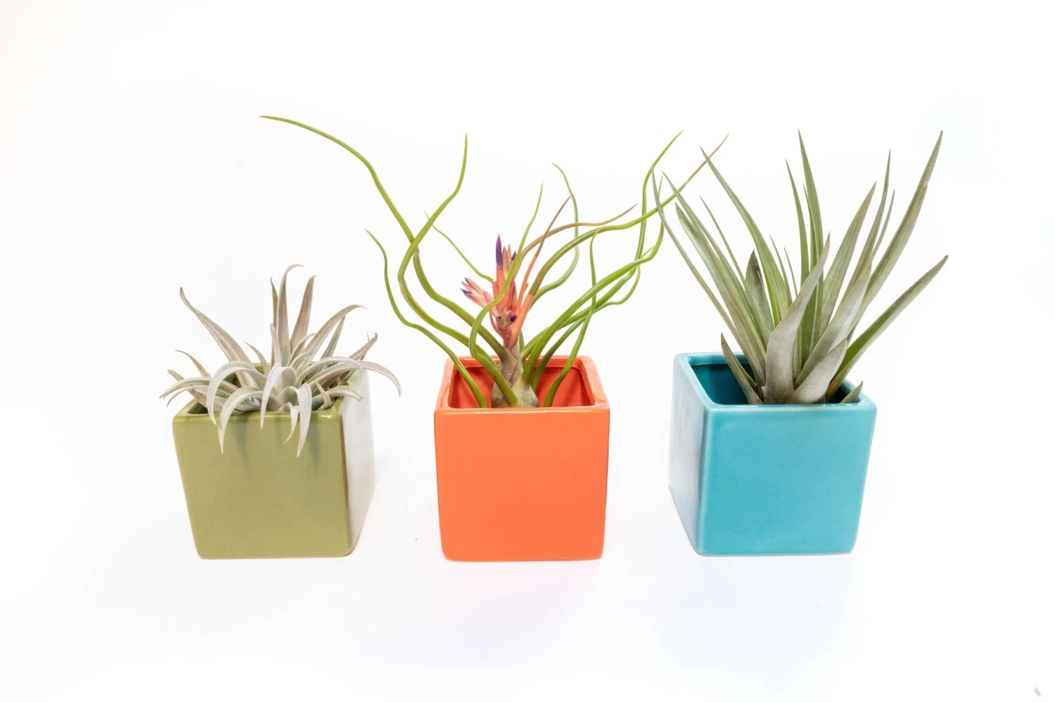 Set Of 3 Ceramic Cube Containers With Custom Tillandsia Air Plants / Avocado Green + Sky Blue + Naranja Orange - Image 4