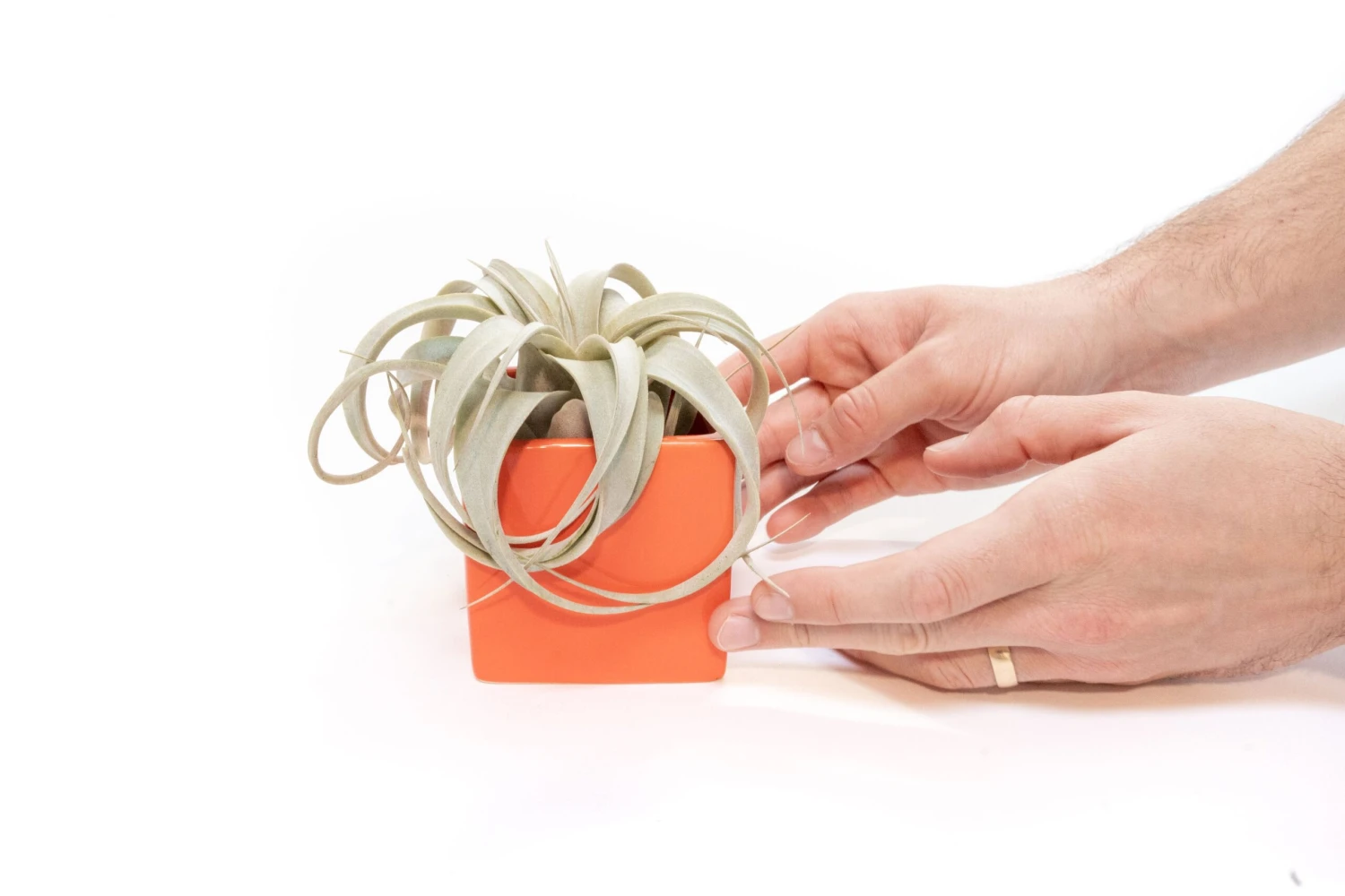 Ceramic Cube Container - Choose Your Custom Color And Tillandsia Air Plant 2 Ceramic Cube Container - Choose Your Custom Color And Tillandsia Air Plant - Image 2