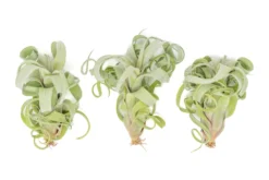 Tillandsia Curly Slim (T. Intermedia X T. Streptophylla) Air Plant -Air plant supply co. Tillandsia Air Plant Curly Slim 1 scaled
