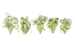 Tillandsia Curly Slim (T. Intermedia X T. Streptophylla) Air Plant -Air plant supply co. Tillandsia Air Plant Curly Slim 2 scaled