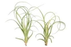 Tillandsia Curly Slim (T. Intermedia X T. Streptophylla) Air Plant -Air plant supply co. Tillandsia Air Plant Curly Slim Open XL 4 scaled