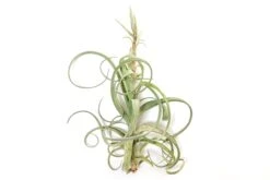 Tillandsia Curly Slim (T. Intermedia X T. Streptophylla) Air Plant -Air plant supply co. Tillandsia Air Plant Curly Slim Open XL 5