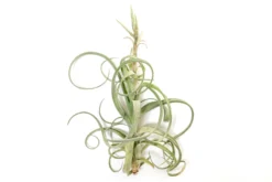 Tillandsia Curly Slim (T. Intermedia X T. Streptophylla) Air Plant -Air plant supply co. Tillandsia Air Plant Curly Slim Open XL 5 scaled
