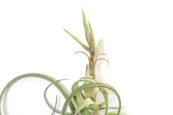 Tillandsia Curly Slim (T. Intermedia X T. Streptophylla) Air Plant -Air plant supply co. Tillandsia Air Plant Curly Slim Open XL 6 scaled