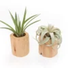 Set Of 2 Large Driftwood Containers With Custom Tillandsia Air Plants