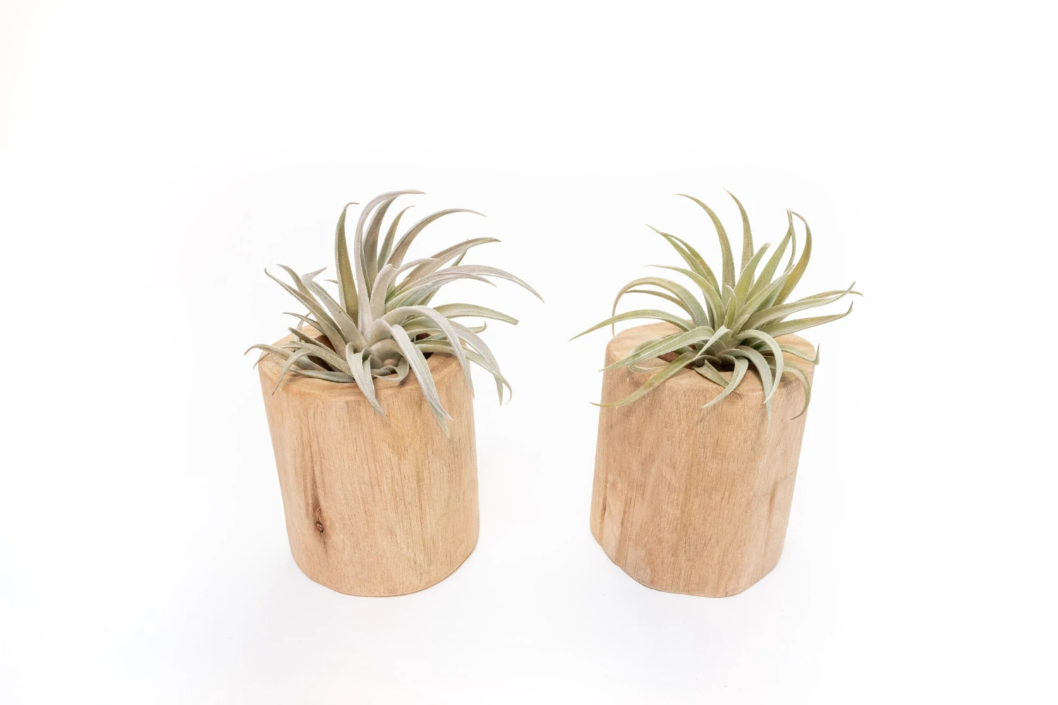 Gift Wrapped Set Of 2 Large Driftwood Containers With Assorted Tillandsia Air Plants 2 Gift Wrapped Set Of 2 Large Driftwood Containers With Assorted Tillandsia Air Plants - Image 2