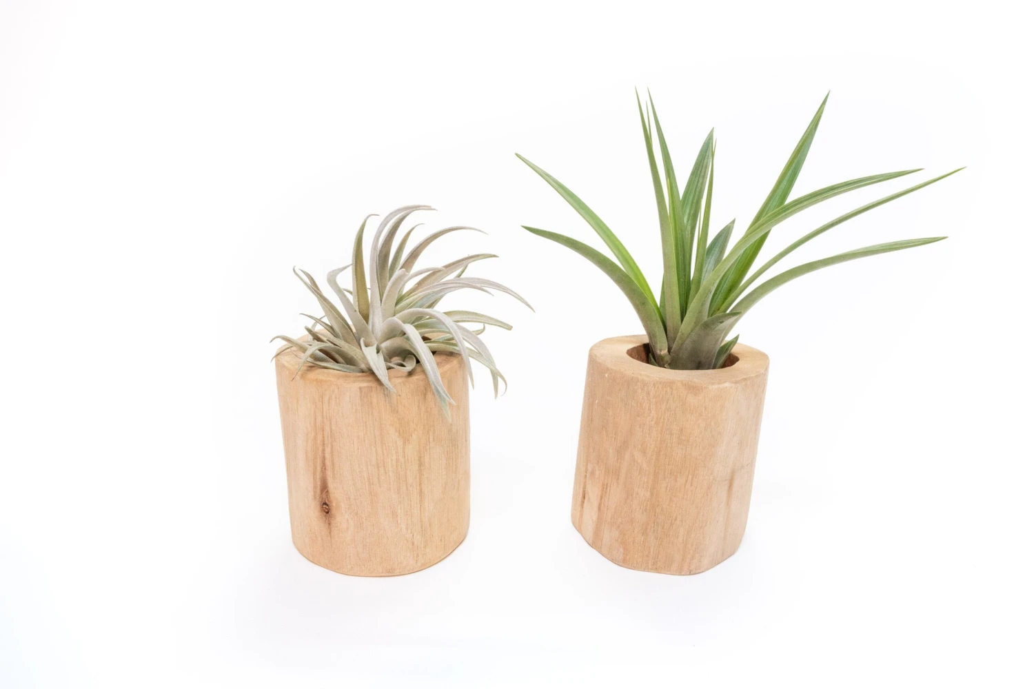 Gift Wrapped Set Of 2 Large Driftwood Containers With Assorted Tillandsia Air Plants 3 Gift Wrapped Set Of 2 Large Driftwood Containers With Assorted Tillandsia Air Plants - Image 3