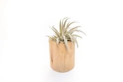 Large Driftwood Container - Choose Your Custom Tillandsia Air Plant 15 Large Driftwood Container - Choose Your Custom Tillandsia Air Plant -Air plant supply co. Tillandsia Air Plant Driftwood Container 13 scaled