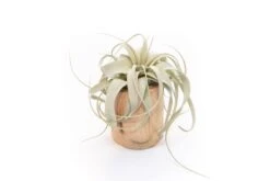 Large Driftwood Container - Choose Your Custom Tillandsia Air Plant 13 Large Driftwood Container - Choose Your Custom Tillandsia Air Plant -Air plant supply co. Tillandsia Air Plant Driftwood Container 14 scaled