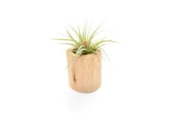 Large Driftwood Container - Choose Your Custom Tillandsia Air Plant 14 Large Driftwood Container - Choose Your Custom Tillandsia Air Plant -Air plant supply co. Tillandsia Air Plant Driftwood Container 15 scaled