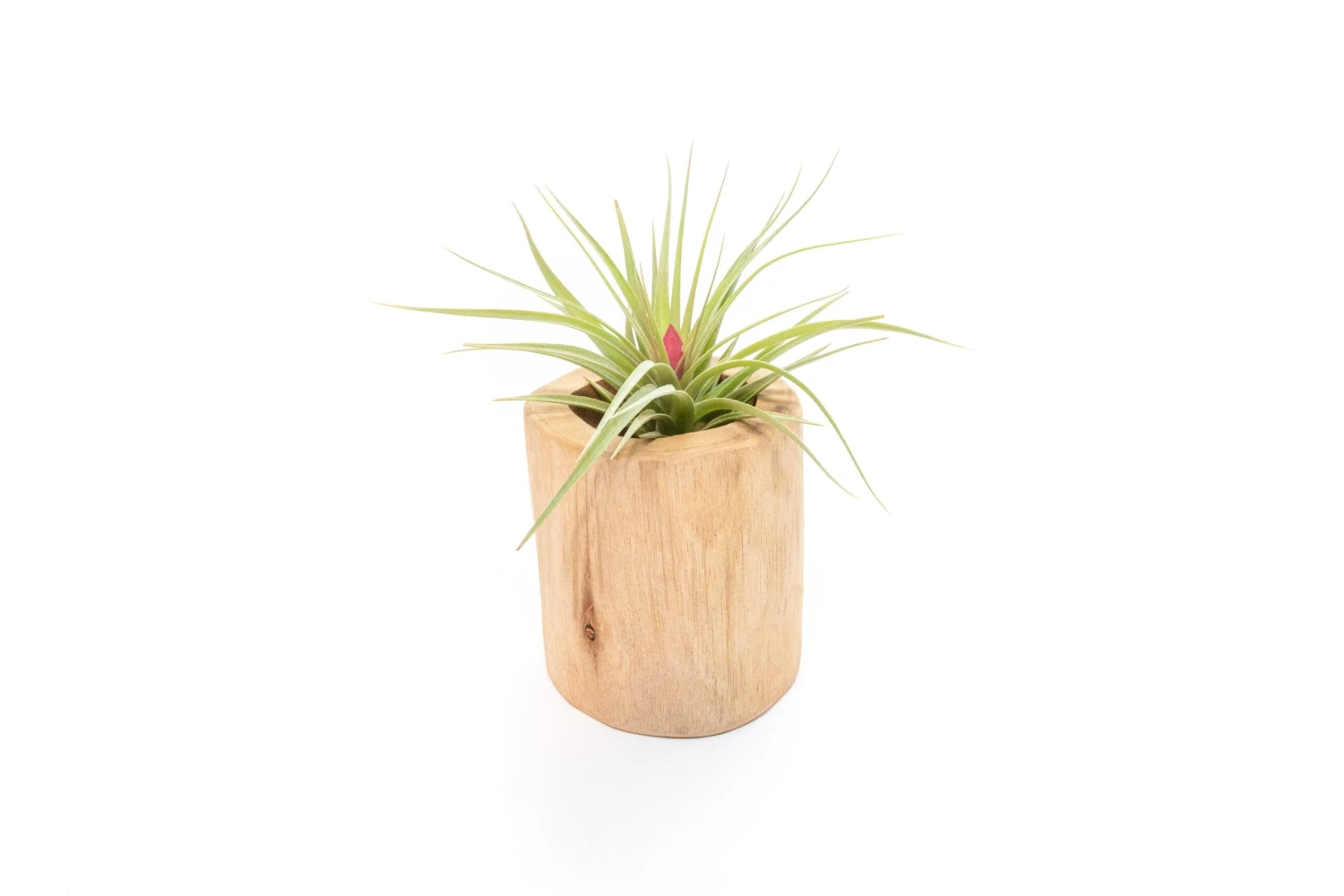 Large Driftwood Container - Choose Your Custom Tillandsia Air Plant 4 Large Driftwood Container - Choose Your Custom Tillandsia Air Plant - Image 4