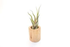 Large Driftwood Container - Choose Your Custom Tillandsia Air Plant 17 Large Driftwood Container - Choose Your Custom Tillandsia Air Plant -Air plant supply co. Tillandsia Air Plant Driftwood Container 18 scaled
