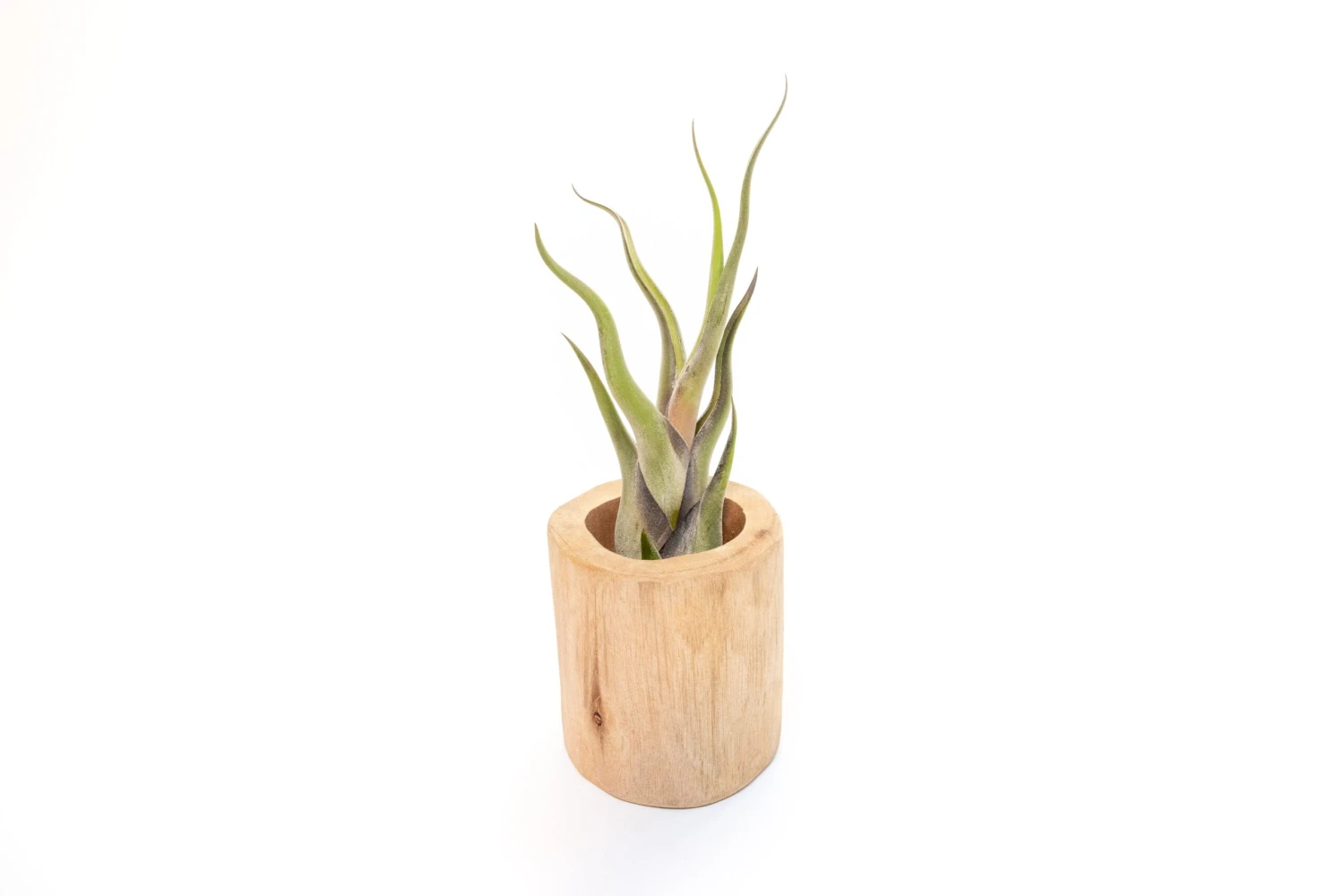 Large Driftwood Container - Choose Your Custom Tillandsia Air Plant 7 Large Driftwood Container - Choose Your Custom Tillandsia Air Plant - Image 7