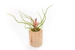 Large Driftwood Container - Choose Your Custom Tillandsia Air Plant 16 Large Driftwood Container - Choose Your Custom Tillandsia Air Plant -Air plant supply co. Tillandsia Air Plant Driftwood Container 19 scaled