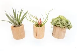 Driftwood Tillandsia Air Plant Or Succulent Container -Air plant supply co. Tillandsia Air Plant Driftwood Container 4 scaled
