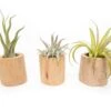 Set Of 3 Large Driftwood Containers With Custom Tillandsia Air Plants