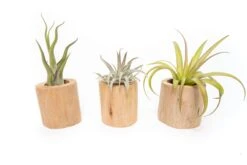 Set Of 3 Large Driftwood Containers With Custom Tillandsia Air Plants