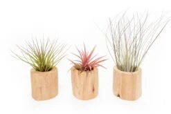 Set Of 3 Large Driftwood Containers With Custom Tillandsia Air Plants -Air plant supply co. Tillandsia Air Plant Driftwood Container 8 scaled