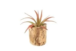 Small Driftwood Container - Choose Your Custom Tillandsia Air Plant -Air plant supply co. Tillandsia Air Plant Driftwood Container Display 11 scaled