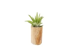Small Driftwood Container - Choose Your Custom Tillandsia Air Plant -Air plant supply co. Tillandsia Air Plant Driftwood Container Display 15 scaled